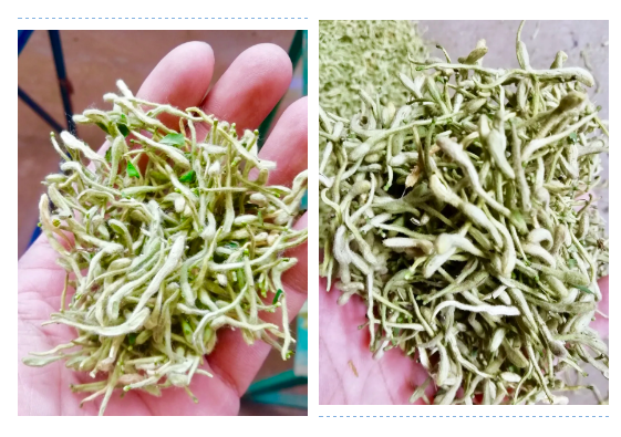 紐恩泰河北邢臺某金銀花烘干項目