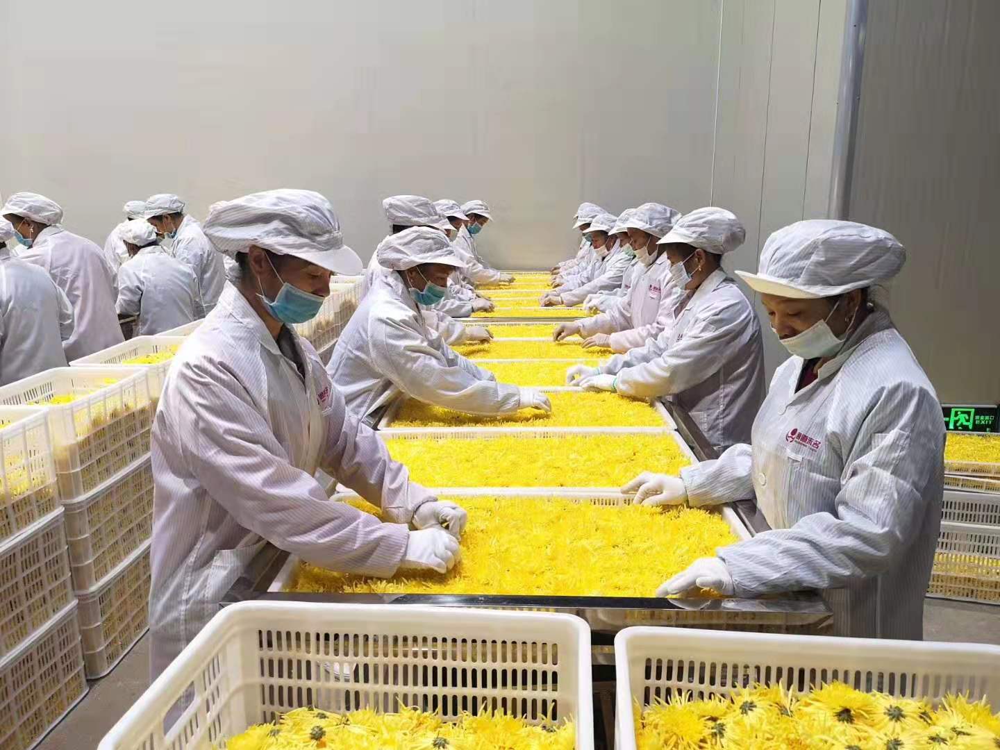 湖南懷化金絲皇菊烘干項目