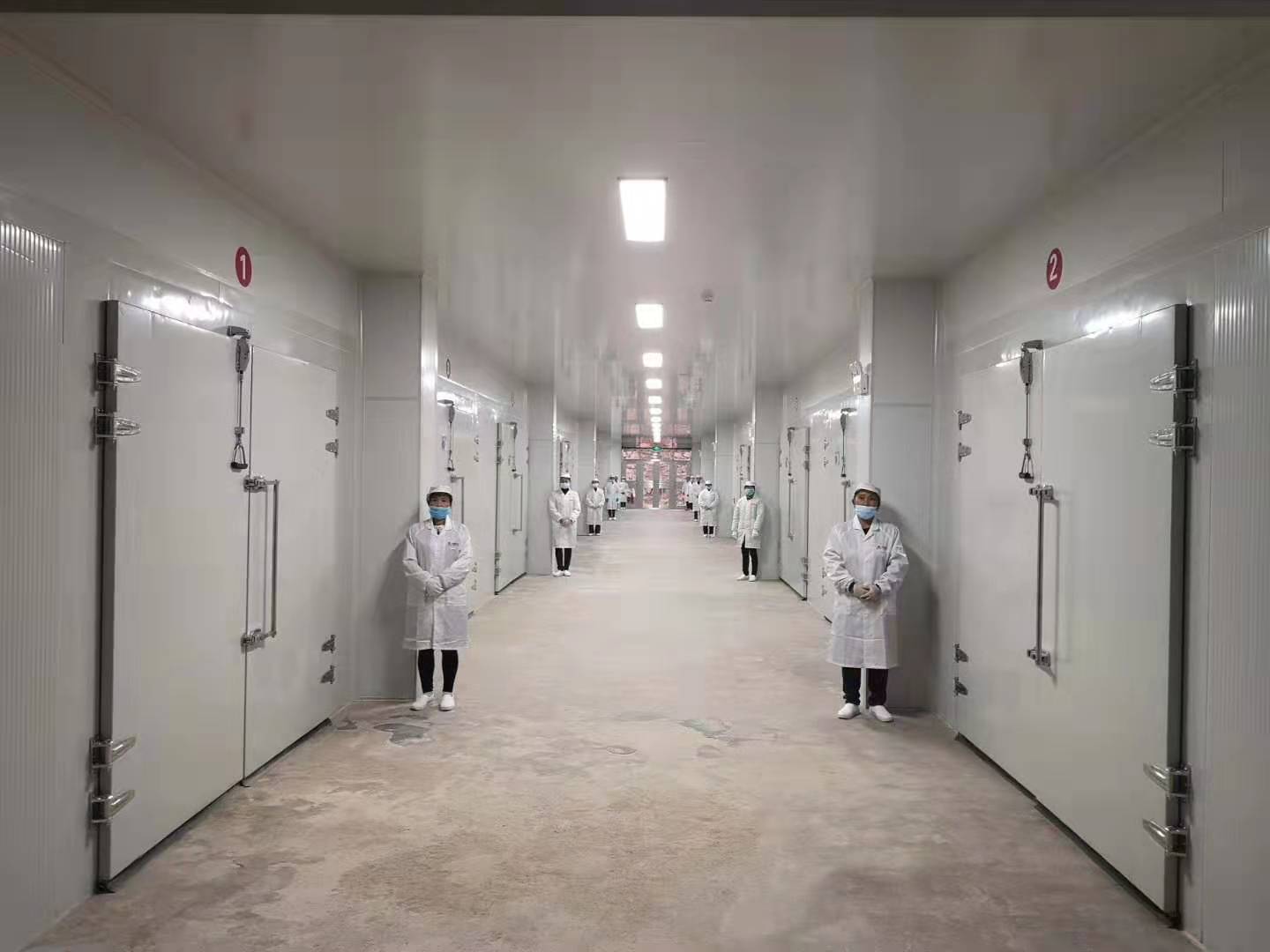 湖南懷化金絲皇菊烘干項目