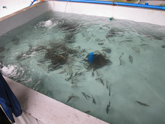 陰雨天到來(lái)，紐恩泰空氣能熱泵為魚(yú)蝦等水產(chǎn)提供穩定養殖熱水