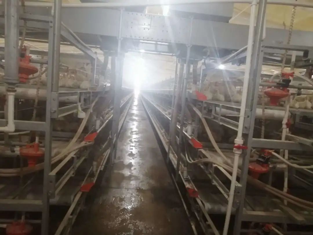 紐恩泰空氣能G60KD超低溫冷暖熱泵機組，為23000㎡16個(gè)大棚雞舍供暖