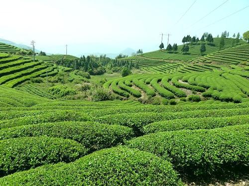 春季采茶忙，紐恩泰空氣能熱泵烘干機讓讓春茶加工更簡(jiǎn)單