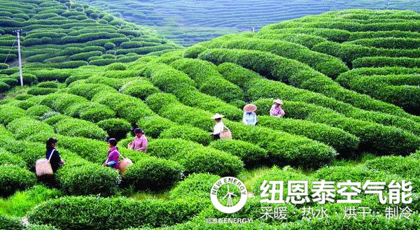 紐恩泰空氣能烘干機，還茶都青山綠水