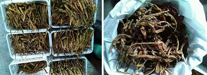 如何采用空氣能高溫熱泵，烘干竹筍？